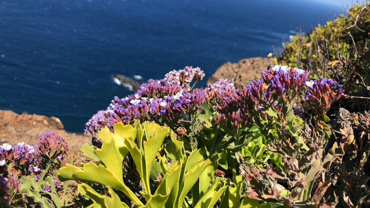 La primavera florece en La Palma a pesar de la sequía