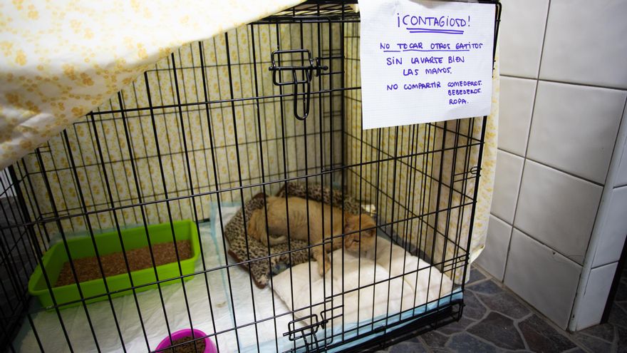 Uno de los gatos rescatados de la zona de la erupción.