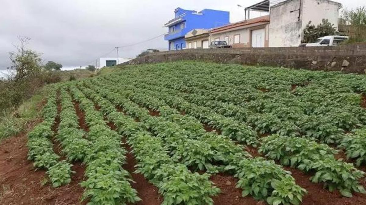 Imagen de archivo con papas sembradas en una explotación de Valleseco. Alejandro Ramos