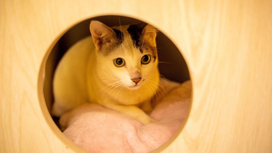 Abre el primer hotel para mascotas en Bangladesh