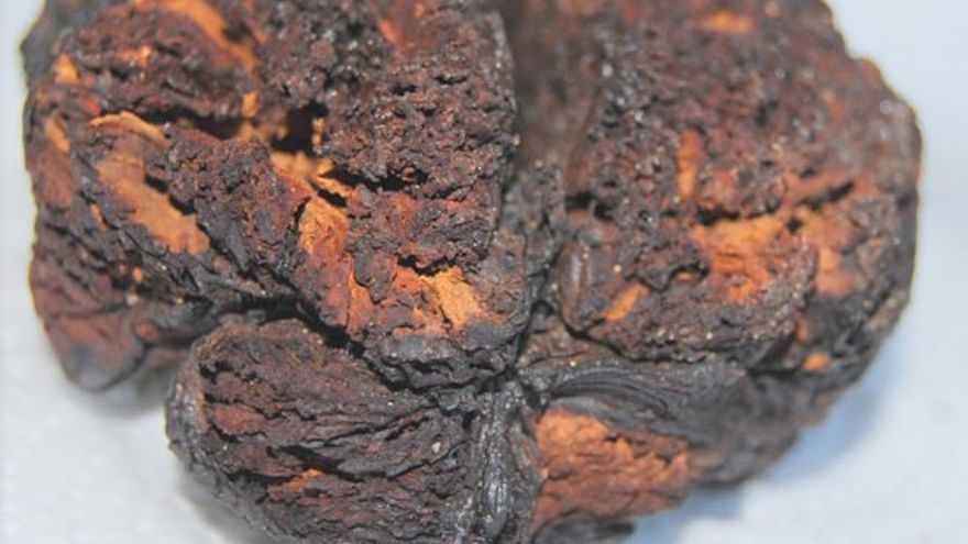 Un cerebro humano se conservó 4.000 años tras cocerse en su propio cráneo por el calor extremo