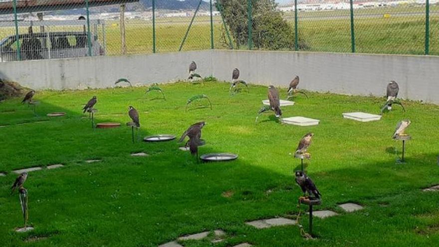 Aena gastará más de 800.000 euros en construir una halconera nueva para el aeropuerto Seve Ballesteros