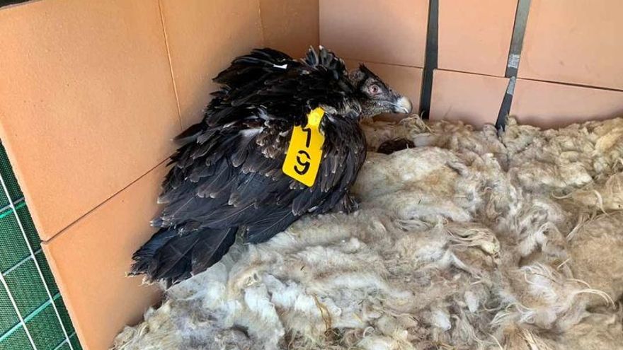 El Maestrazgo dice adiós a los quebrantahuesos: los parques eólicos paralizan la reintroducción de esta especie