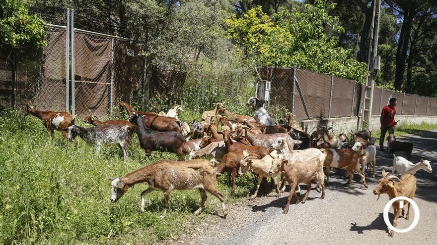 Rebaño de cabras en labores de prevención de incendios