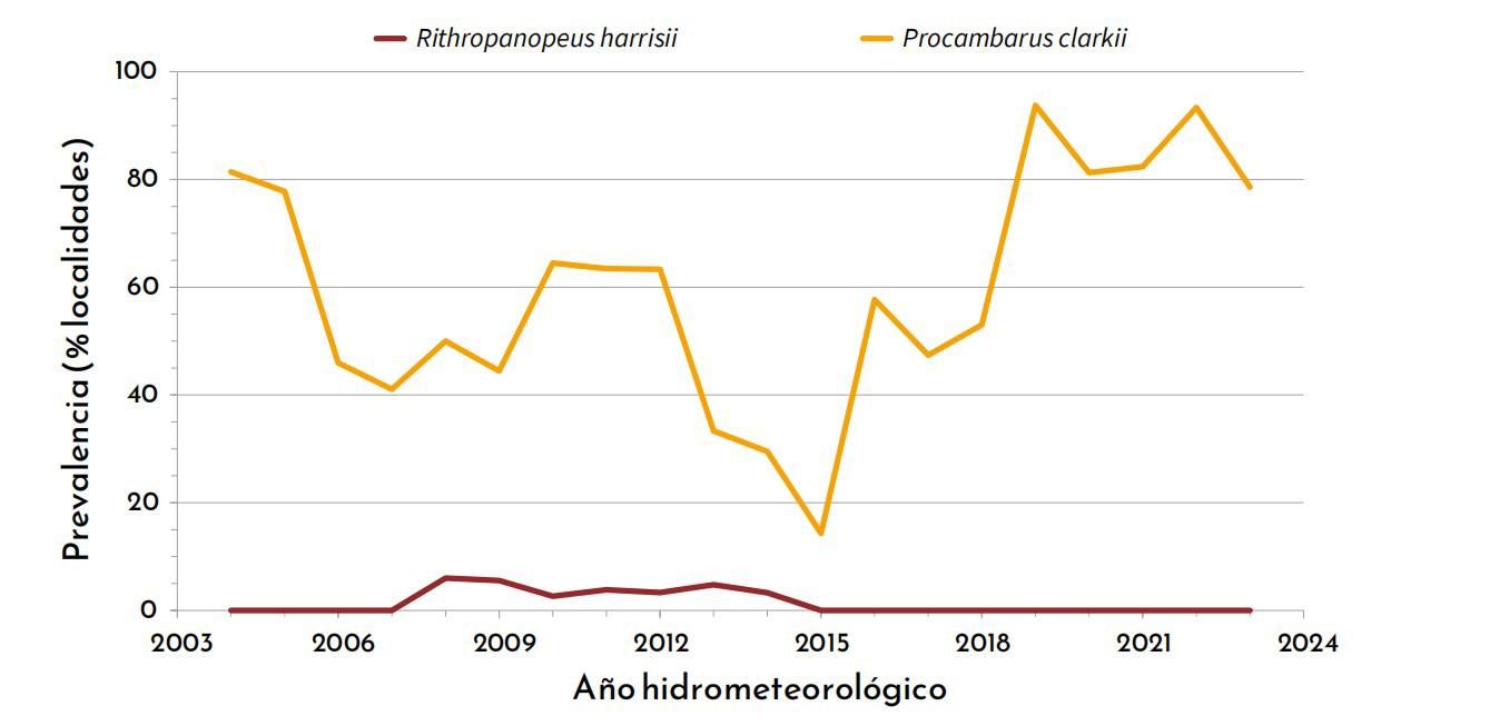 Prevalencia del cangrejo rojo americano en las lagunas y la marisma de Doñana.
