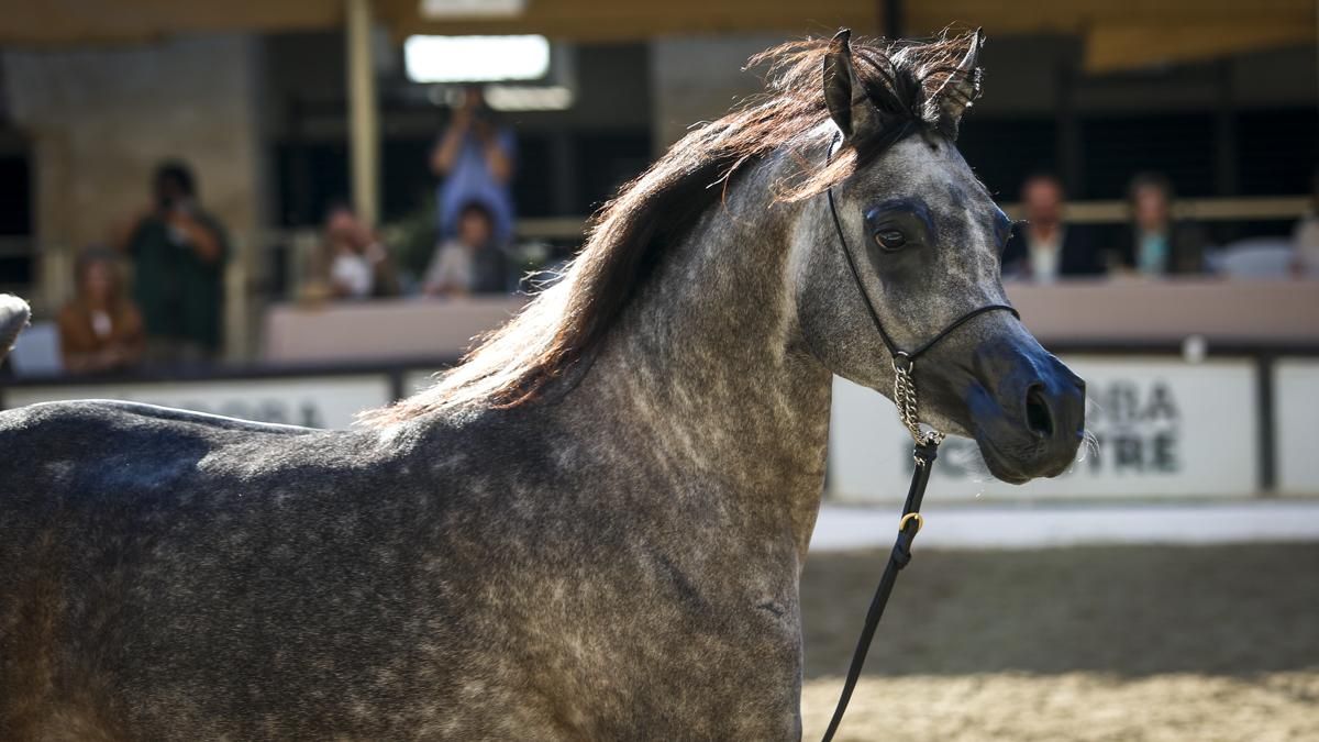 Campeonato Nacional de Caballos Árabes