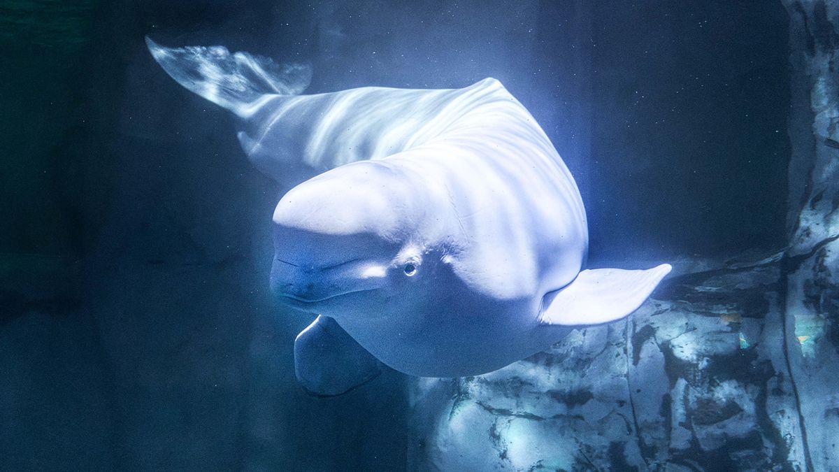 La beluga fallecida en València, Jelly Bean.