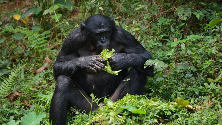 Los bonobos machos son más agresivos de lo que se pensaba: tienen el triple de trifulcas que los chimpancés