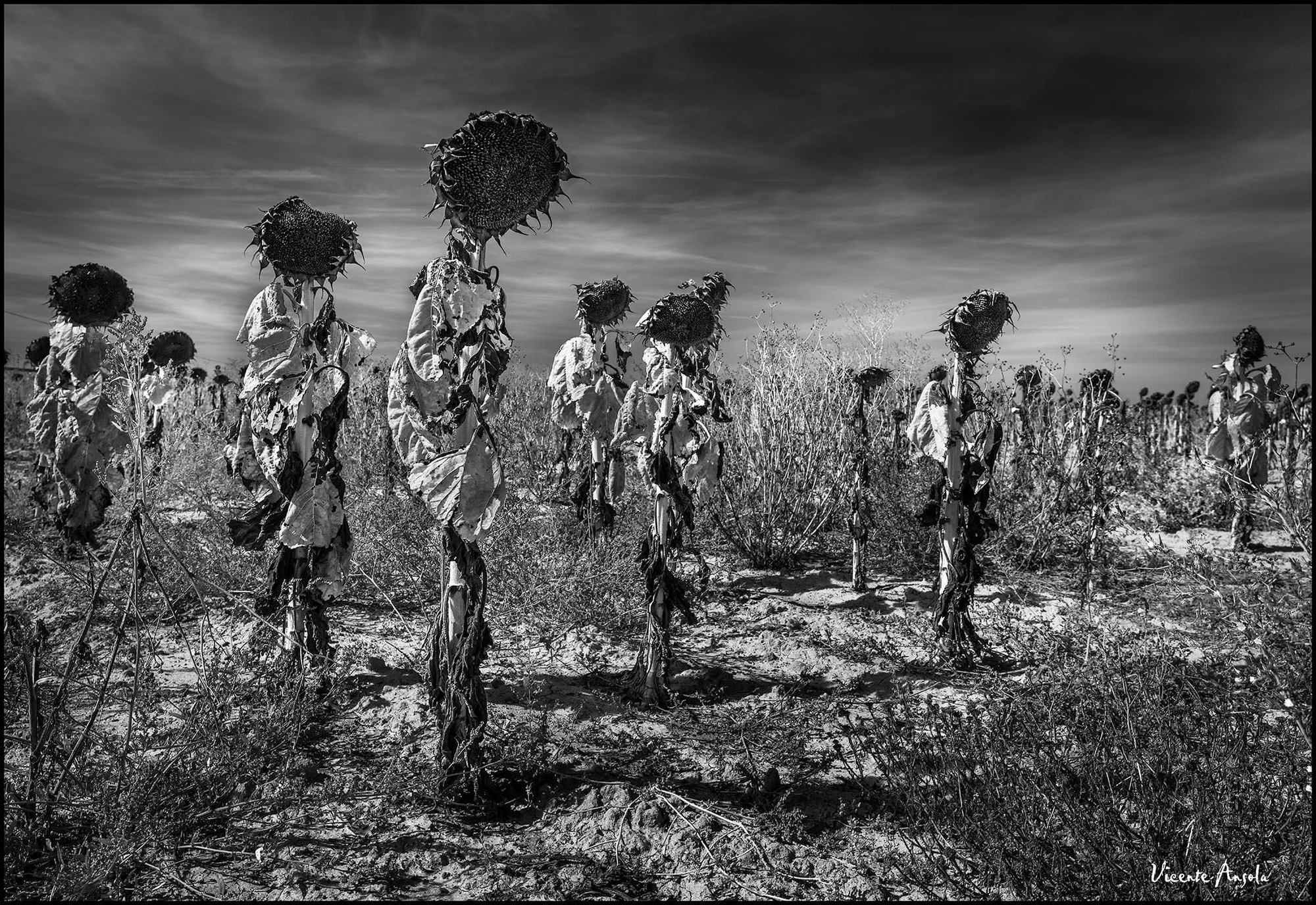 'Exodus', imagen galardonada con el Sony World Photography Awards en categoría paisaje.