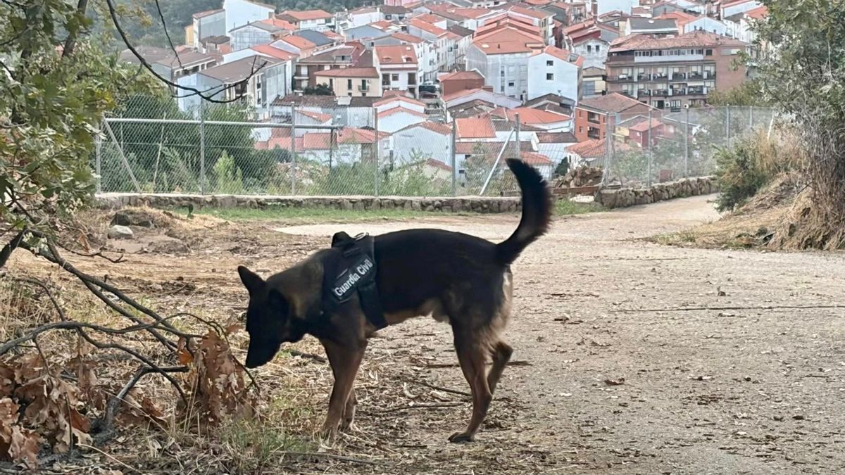 La Guardia Civil intensifica con drones, perros especializados e Infoex la búsqueda del hombre desaparecido en Losar de la Vera