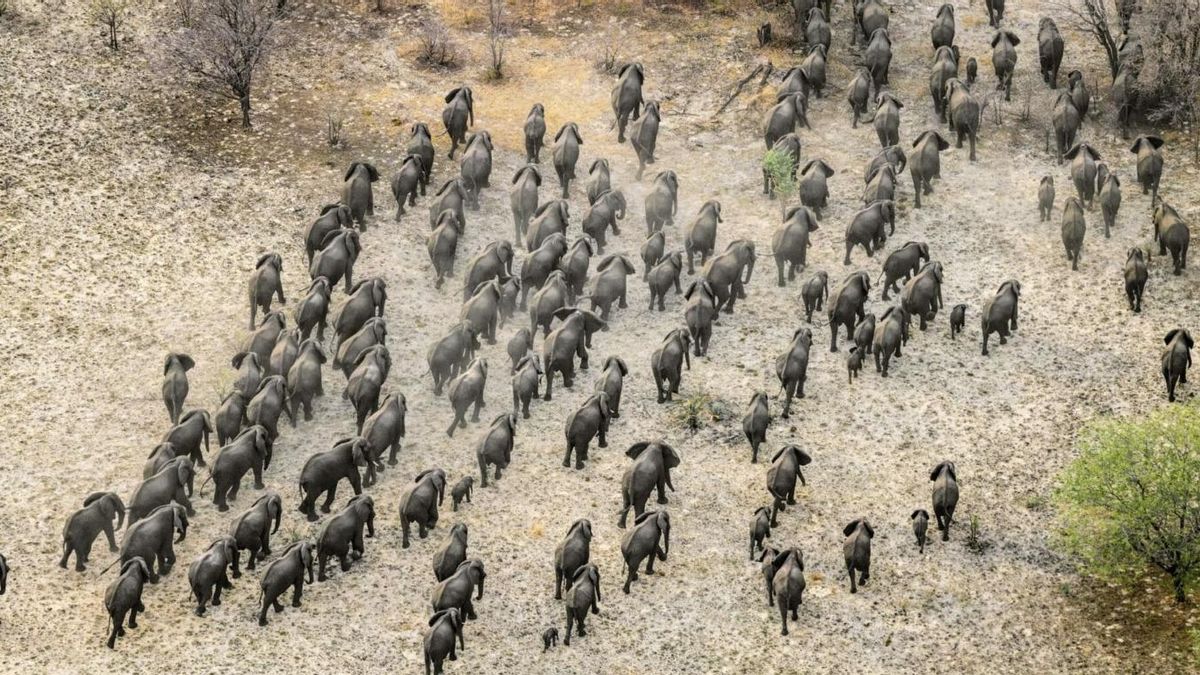 El GPS de un elefante revela un recorrido histórico por cuatro países y el creciente bloqueo de sus corredores