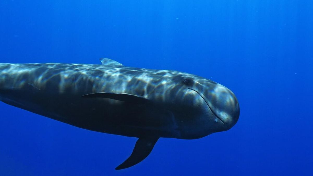 Fotograma de Nika, el calderón tropical.
