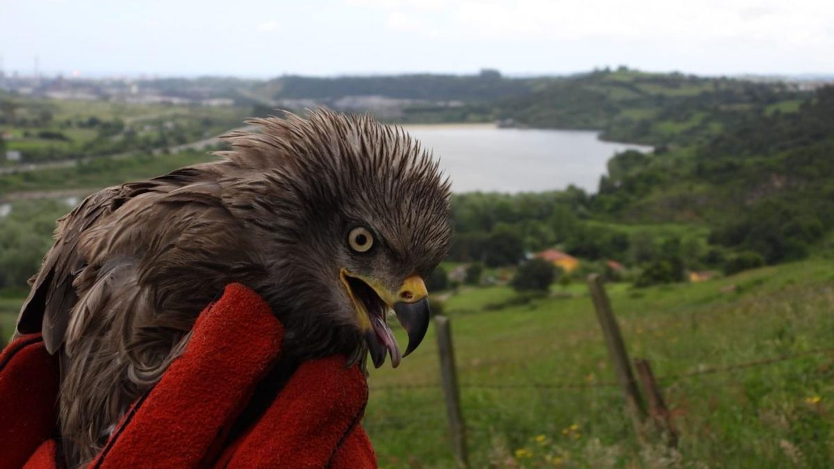Medio Rural libera en Asturias a cuatro aves rapaces que habían sido rescatadas con fracturas y traumatismos