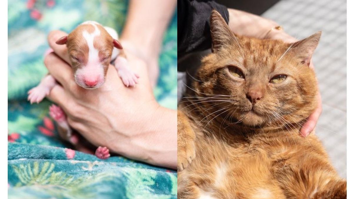 Desde los cachorros recién nacidos hasta los animales más ancianos necesitan manos que les protejan y les cuiden, como las del voluntariado de HOOPE.