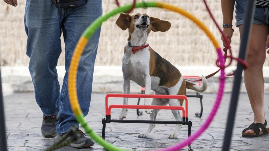 La perra Trufa es una Beagle de 6 años, adiestrada desde que tenía tan solo tres para trabajar en un tipo de terapia con personas con discapacidad en el centro de San Juan de Dios, en Las Palmas de Gran Canaria. EFE/Ángel Medina G.