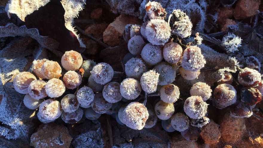 De la necesidad, virtud: la historia del vino de hielo español que nació por error