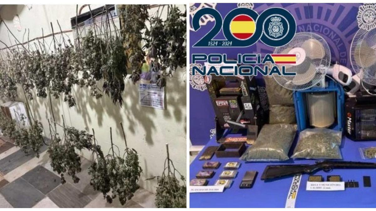 Detenido un hombre por un cultivo 'industrial' de marihuana en Ponferrada y tenencia de armas de fuego