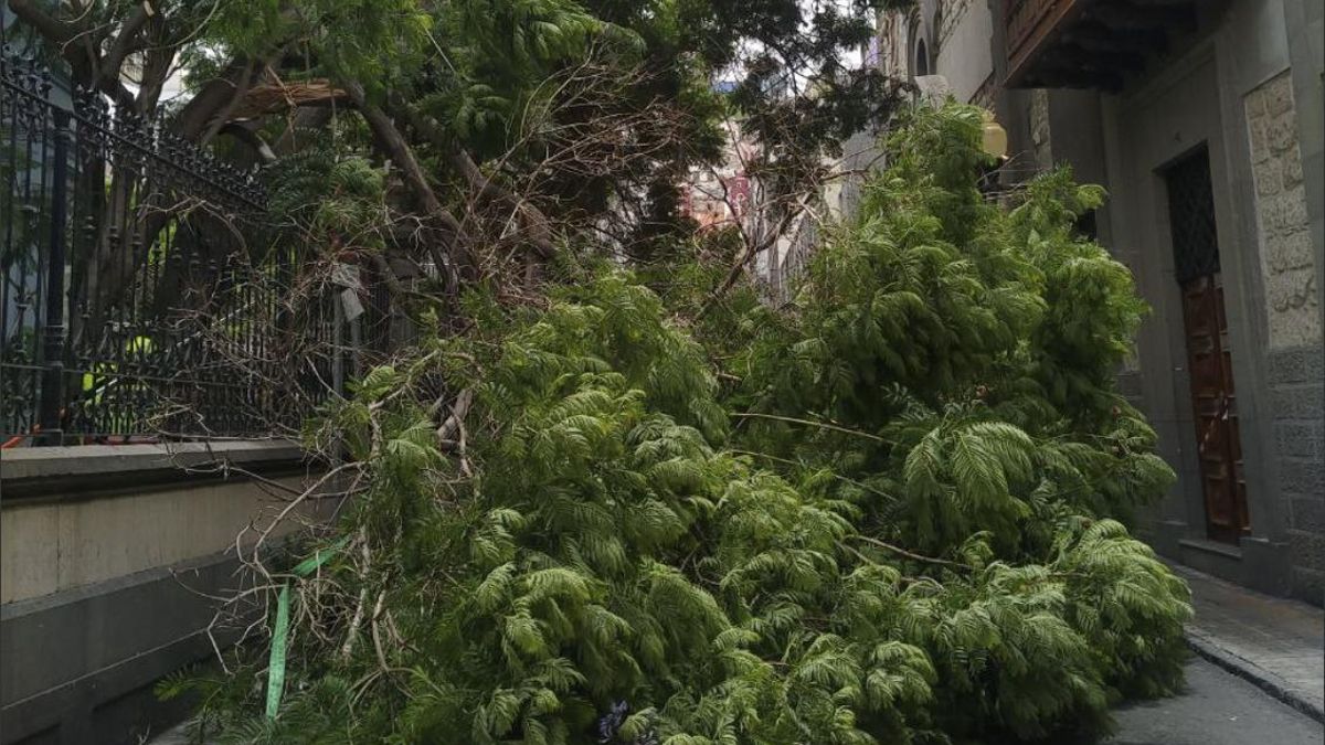 Caída de un árbol de grandes dimensiones en la calle Perdomo de Las Palmas de Gran Canaria, junto al Palacete Rodríguez Quegles.