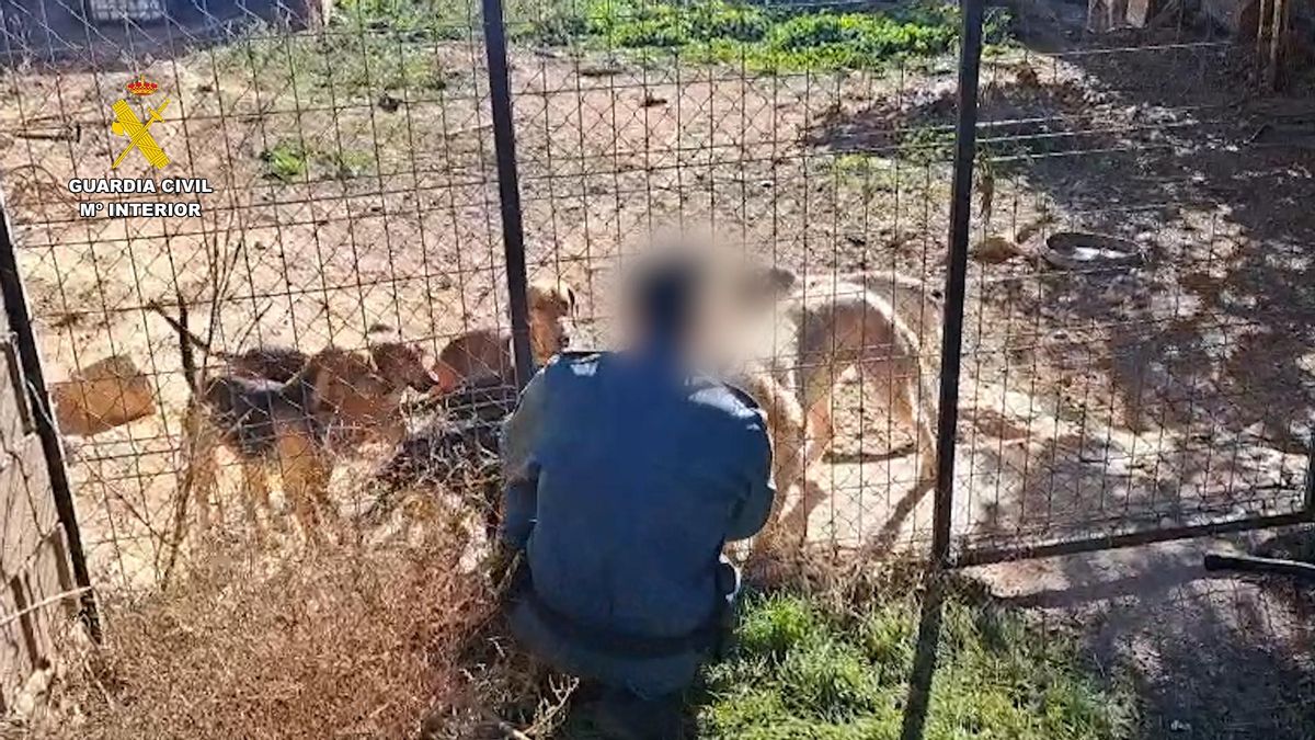 Investigan a un vecino del Somontano (Huesca) por maltrato animal tras hallar 14 perros en condiciones deplorables