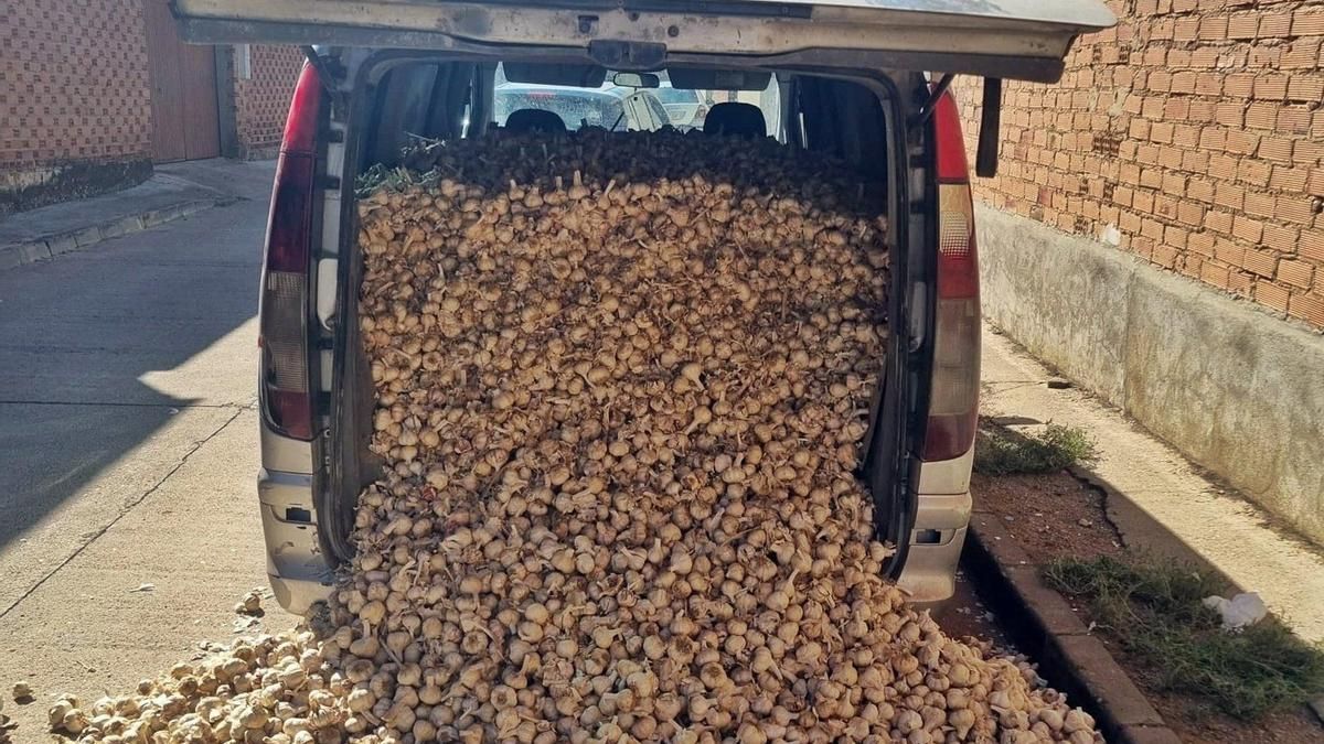 Tres investigados en Badajoz por el presunto hurto de dos toneladas de ajos morados en Tarazona de la Mancha