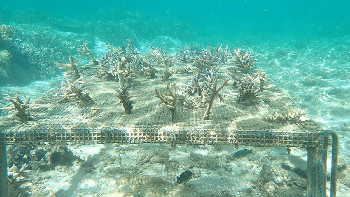 El proyecto “Le Morne Coral Restoration”.