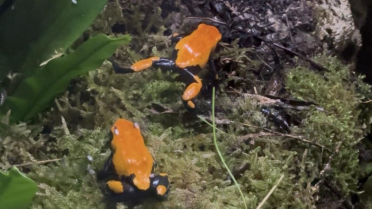 El parque de la naturaleza de Cabárceno incorpora dos especies de ranas amazónicas a su reptilario