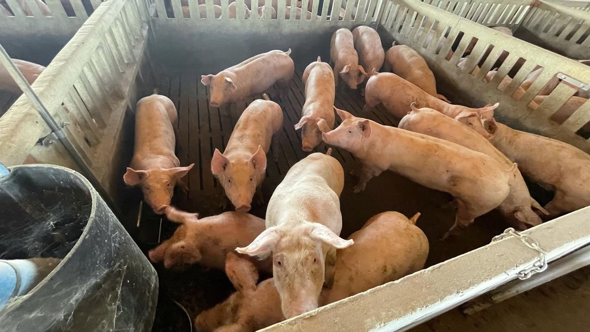 Aragón urge al Gobierno de España a convocar una Conferencia Sectorial sobre la peste porcina