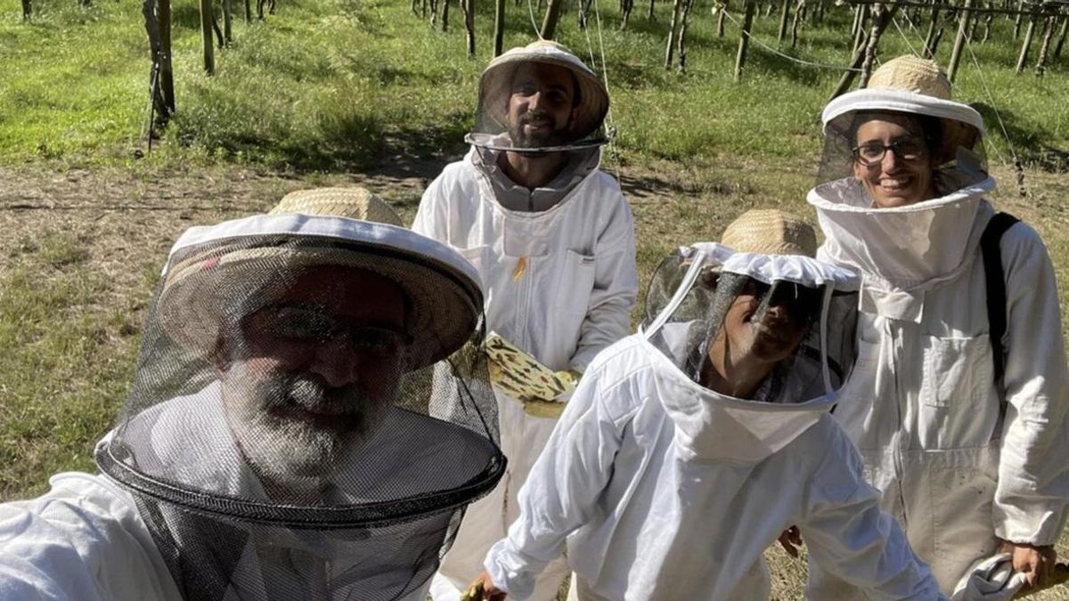 Entrenan abejas para producir más alimentos pero el Gobierno dejó de financiarlos
