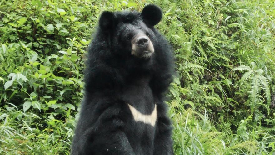 Japón despliega al ejército por el aumento de ataques de osos y pide a los niños que lleven botellas de plástico para ahuyentarlos