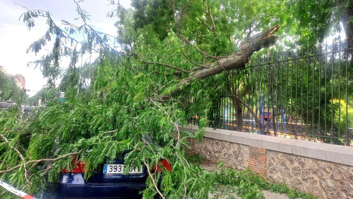 Imagen del árbol que este martes cayó sobre un coche aparcado junto al Retiro