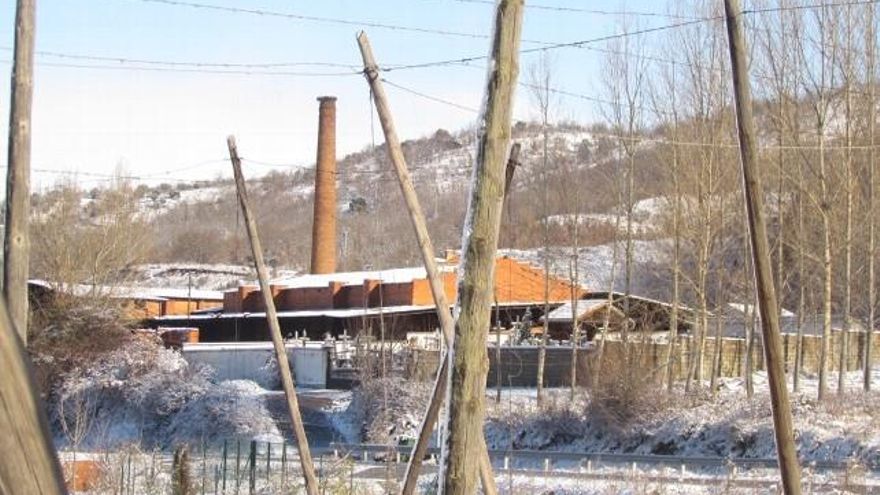 Palos de una plantación de lúpulo en Cimanes del Tejar