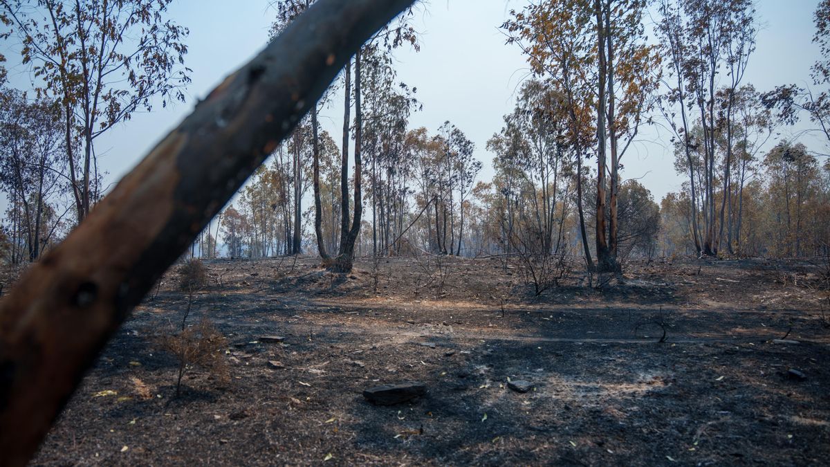 El incendio de Niebla entra en una fase de contención y permite el regreso a casa de más de un centenar de vecinos