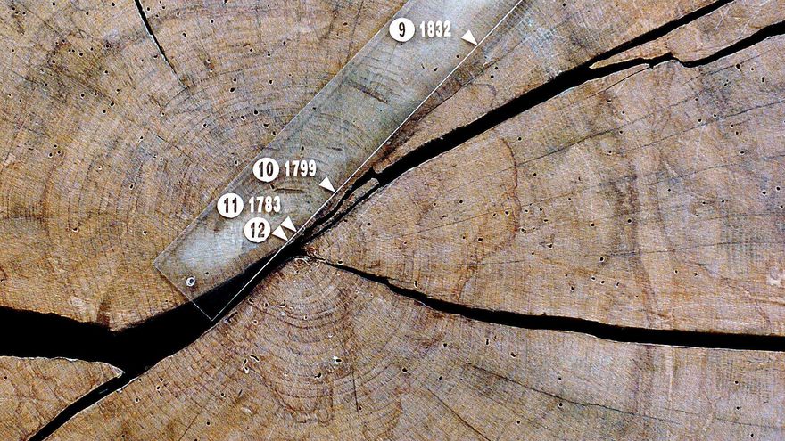 Narrar la historia de la humanidad a través de los anillos de los árboles