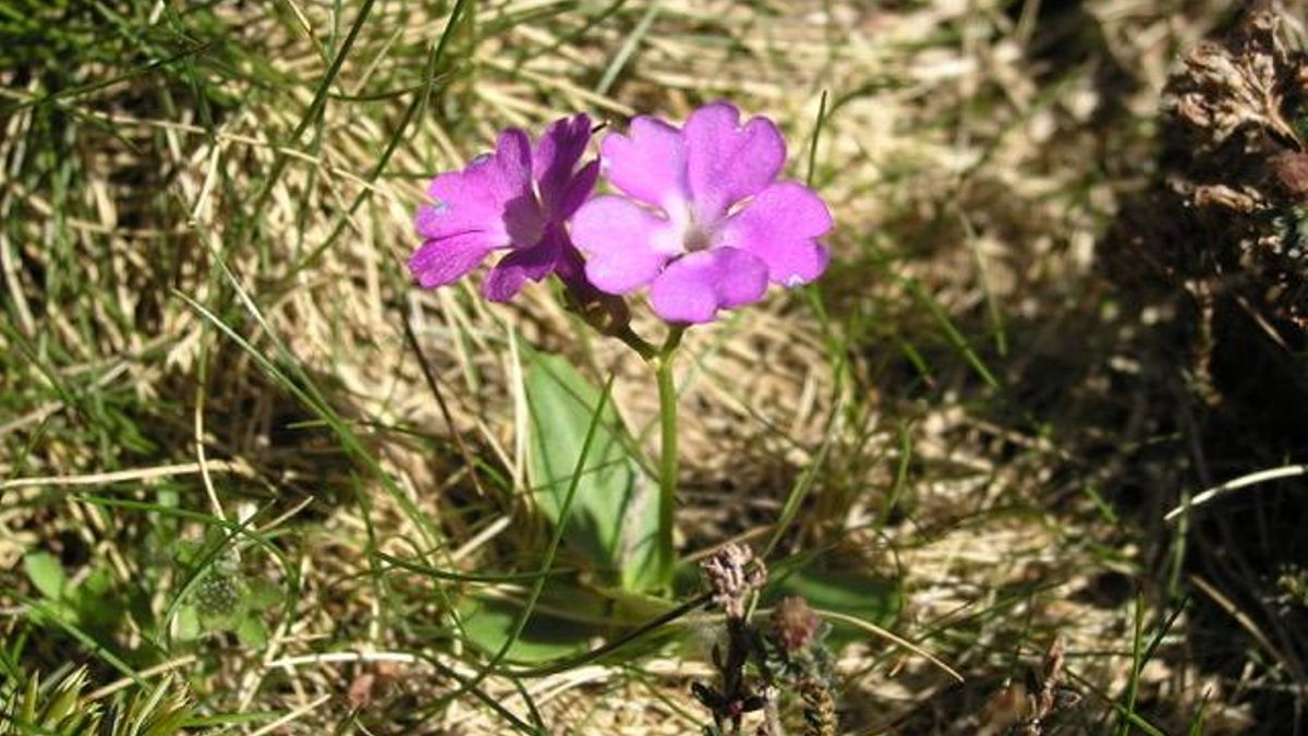 La Fundación Cerezales alerta sobre la desaparición de las plantas de alta montaña en su nuevo ciclo 'Herbarium'