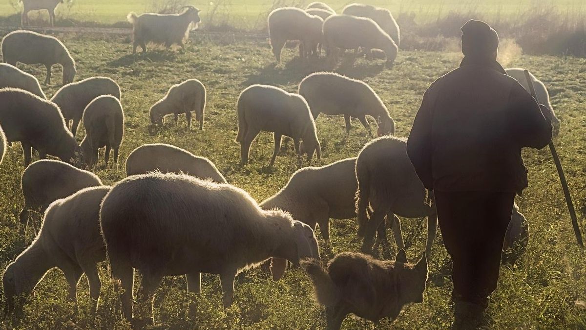 El Parlamento aragonés apoya a las explotaciones ganaderas afectadas por la gripe aviar, la lengua azul y la dermatosis