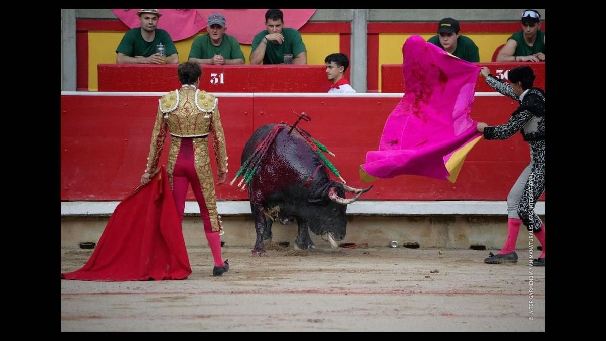 Protejamos a la infancia de todas las violencias, también de la tauromaquia