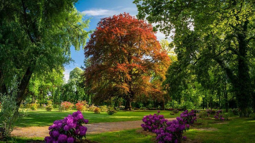 La majestuosa haya que ha arrebatado el título de Árbol Europeo del Año al pino de Juan Molinera