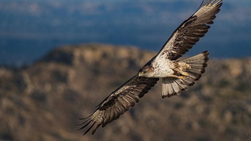 Archivo - Águila Perdicera.