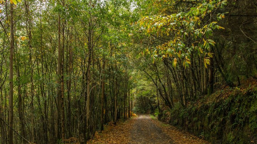 Una ruta otoñal entre gargantas y miradores para disfrutar de este espectacular bosque de Galicia