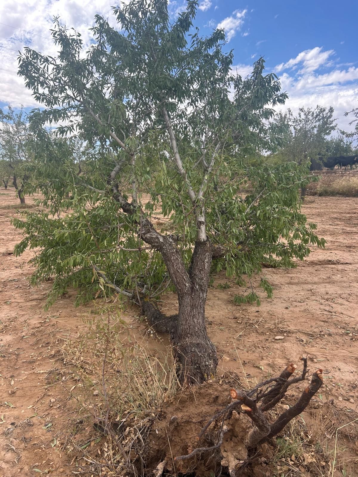 Árbol caído en Valdealgorfa