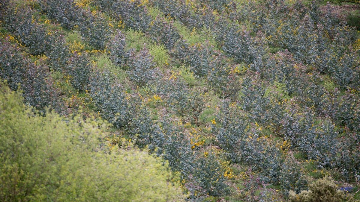 El PP intenta enmendar a la Xunta para permitir a propietarios replantar más eucaliptos, pero lo registra fuera de plazo