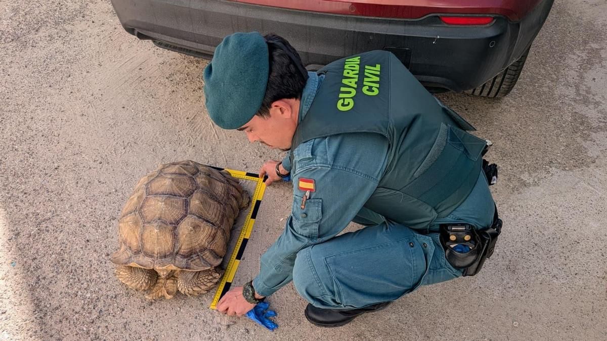 Tortuga protegida recuperada en Córdoba por la Guardia Civil.