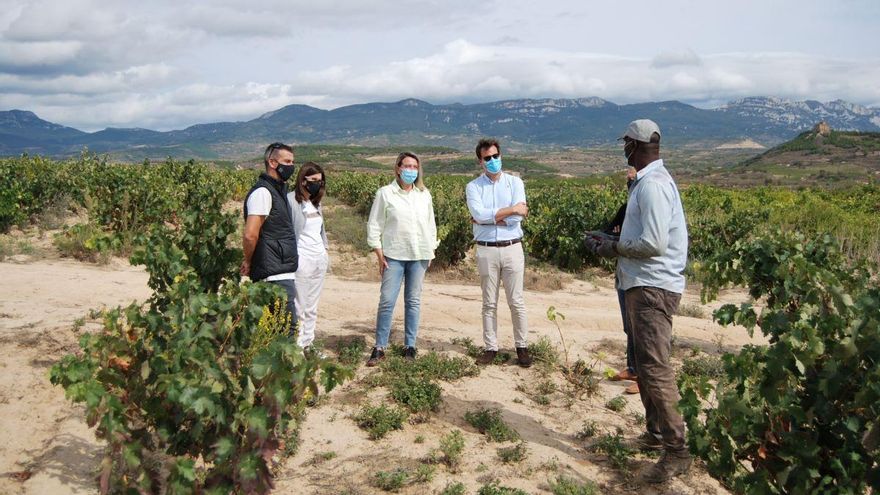 La vendimia deja hasta la fecha 22 positivos en 1.279 pruebas de coronavirus