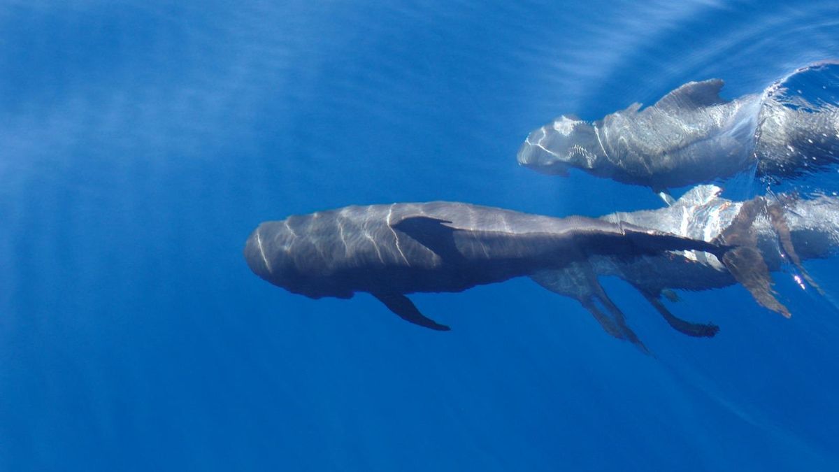 A través de este protocolo, se propone la puesta en marcha de cátedras universitarias para abordar la mejora del conocimiento y el desarrollo de la investigación aplicada a los objetivos de preservación de los océanos