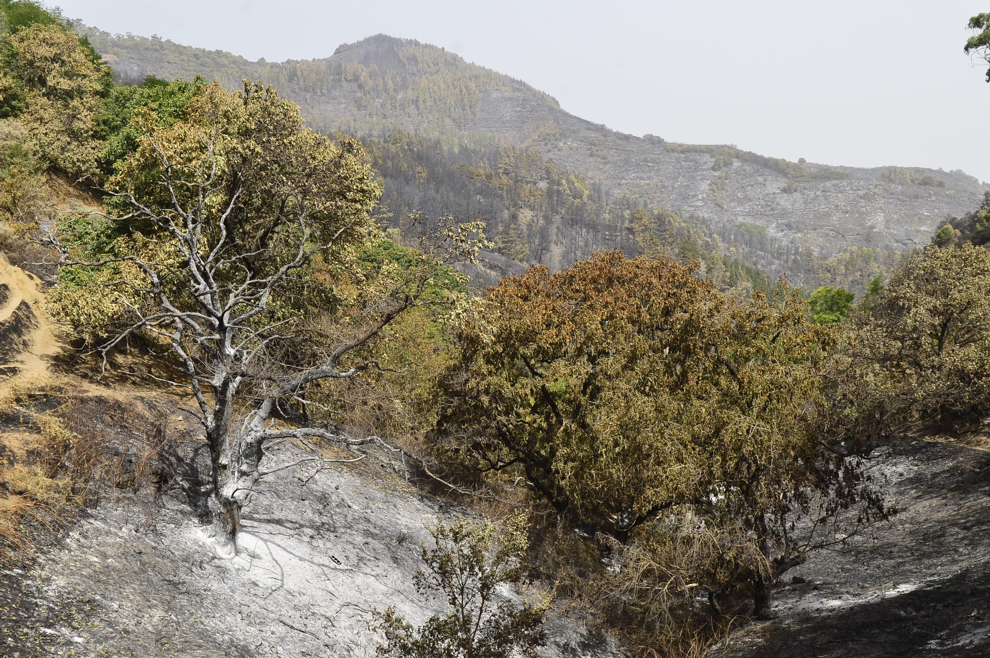 Efectos del incendio en la cumbre de Gran Canaria. (ÁNGEL SARMIENTO)