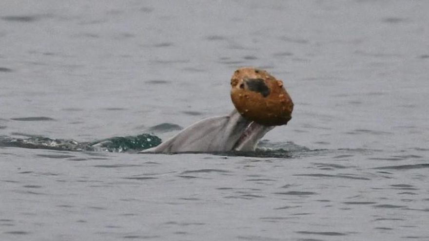 Los delfines aprenden una nueva técnica de caza con conchas y las primeras imágenes apuntan a que ya la enseñan a otros ejemplares