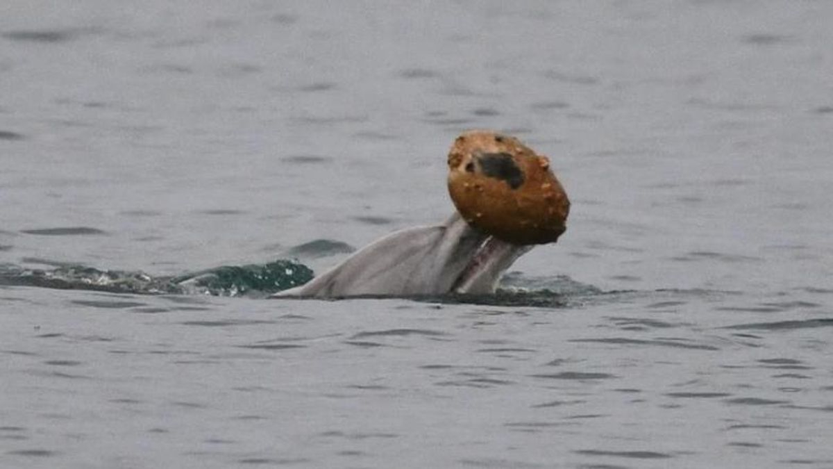 Los delfines aprenden una nueva técnica de caza con conchas y las primeras imágenes apuntan a que ya la enseñan a otros ejemplares