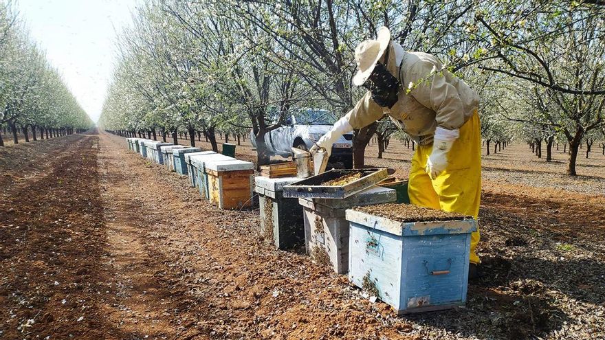 Trashumancia de abejas, una ganadería muy particular de flor en flor
