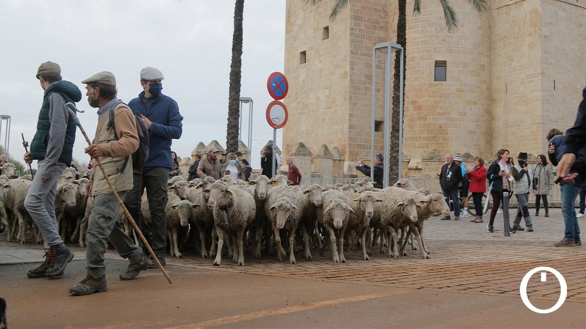 Un millar de ovejas saludan a los turistas por el entorno de la Calahorra
