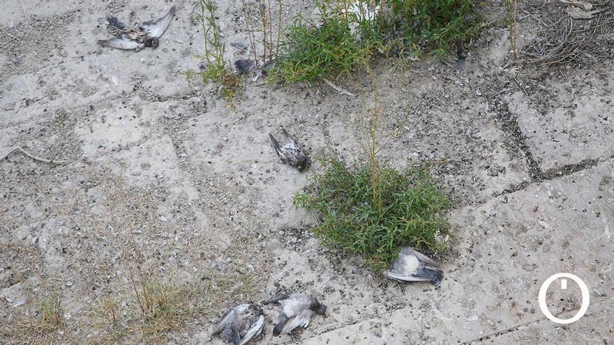 Investigan la muerte de decenas de palomas en la zona del Puente Romano de Córdoba